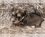 Small #2 Yorkshire Terrier
