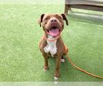 Small #1 American Pit Bull Terrier Mix