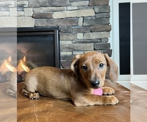 Dachshund Puppy for Sale in NOBLESVILLE, Indiana USA
