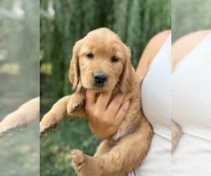 Golden Retriever Puppy for Sale in PORTLAND, Oregon USA