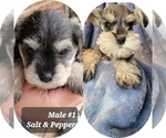 Small Photo #4 Schnauzer (Miniature) Puppy For Sale in MIDDLETOWN, OH, USA
