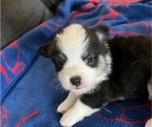 Pembroke Welsh Corgi Puppy for Sale in RAMONA, Oklahoma USA