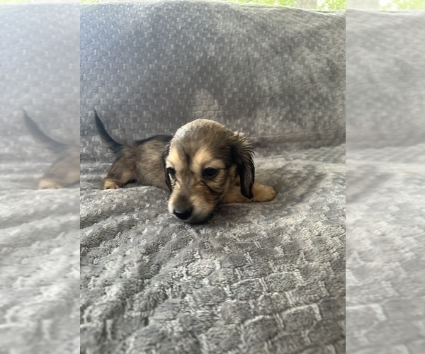 Medium Photo #23 Dachshund Puppy For Sale in MEMPHIS, TN, USA