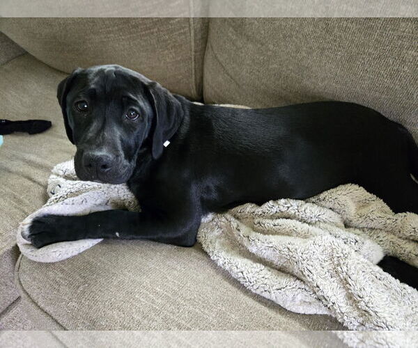 Medium Photo #11 American Pit Bull Terrier-Labrador Retriever Mix Puppy For Sale in Princeton, MN, USA