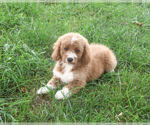 Goldendoodle mix (+ Poodle Standard) Puppy for Sale in SYRACUSE, Indiana USA