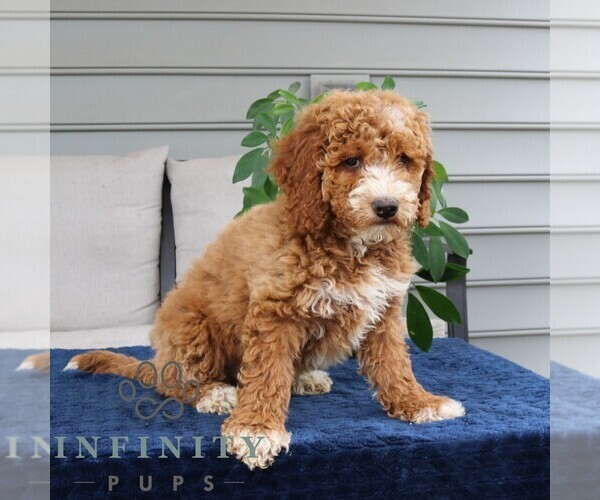 Medium Photo #4 Goldendoodle Puppy For Sale in NARVON, PA, USA