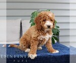 Small #3 Goldendoodle