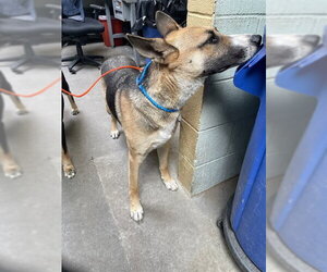 German Shepherd Dog Dogs for adoption in Stockton, CA, USA