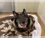 Small Norwegian Elkhound-Pembroke Welsh Corgi Mix