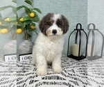Small #1 Miniature Bernedoodle