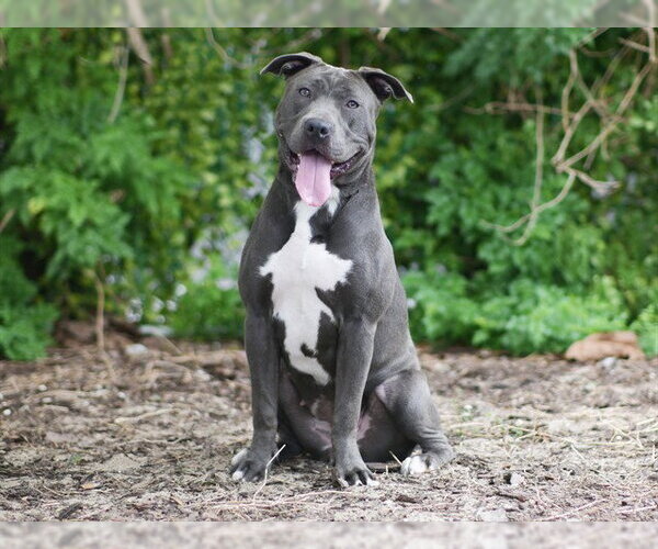 Medium Photo #2 Mutt Puppy For Sale in Tavares, FL, USA