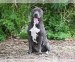 Small #1 Mutt