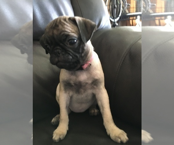 Medium Photo #10 Pug Puppy For Sale in ALBUQUERQUE, NM, USA