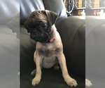 Small Photo #10 Pug Puppy For Sale in ALBUQUERQUE, NM, USA