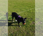 Small #30 American Staffordshire Terrier Mix