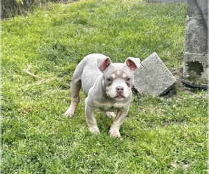 American Pit Bull Terrier Puppy for sale in HAMPTON, VA, USA