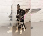 Small Siberian Husky Mix