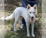 Small #1 American Eskimo Dog-Golden Retriever Mix