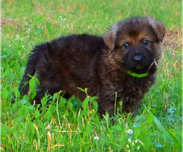 Medium Photo #1 German Shepherd Dog Puppy For Sale in DAYTON, TX, USA