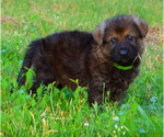 Small Photo #1 German Shepherd Dog Puppy For Sale in DAYTON, TX, USA