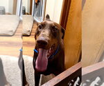 Small #2 Doberman Pinscher