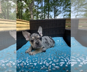 French Bulldog Puppy for sale in CUMMING, GA, USA