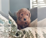 Small Photo #6 Goldendoodle Puppy For Sale in VALLEJO, CA, USA