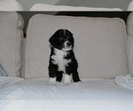 Puppy Willoughby Bernedoodle