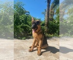 Small Photo #331 German Shepherd Dog Puppy For Sale in WELLINGTON, FL, USA