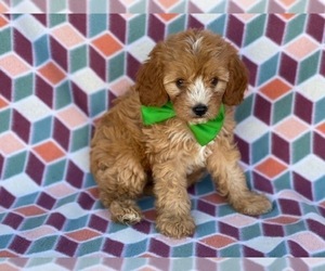 Cavapoo Puppy for sale in LANCASTER, PA, USA