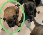 Small Photo #22 Belgian Malinois Puppy For Sale in LABADIE, MO, USA