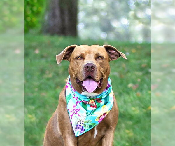 Medium Photo #14 Mutt Puppy For Sale in Unionville, PA, USA