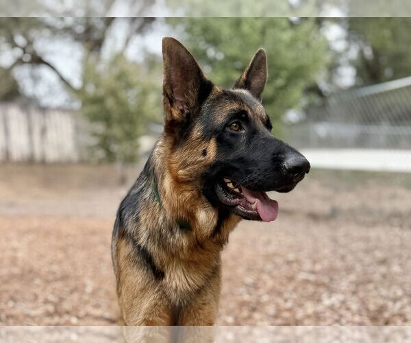 Medium Photo #1 German Shepherd Dog Puppy For Sale in San Diego, CA, USA