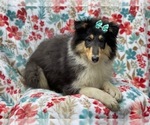 Small Photo #11 Collie Puppy For Sale in LAKELAND, FL, USA