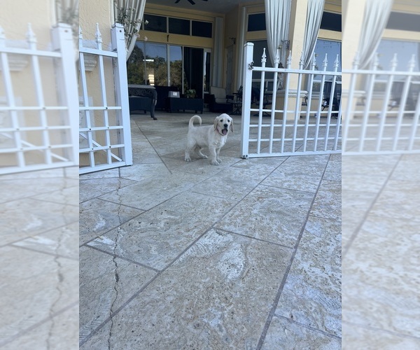 Medium Photo #54 Labradoodle Puppy For Sale in FORT LAUDERDALE, FL, USA