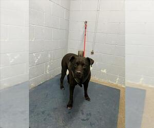 Medium American Pit Bull Terrier