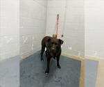 Small American Pit Bull Terrier