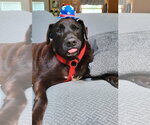 Small #1 Labrador Retriever Mix