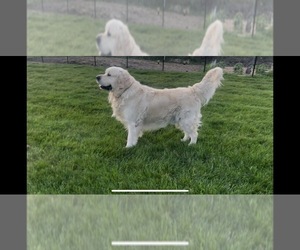Father of the English Cream Golden Retriever puppies born on 05/31/2025