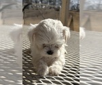 Small #20 Morkie