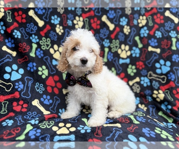 Medium Photo #8 Cock-A-Poo Puppy For Sale in LAKELAND, FL, USA