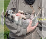 Small #4 Pug Mix