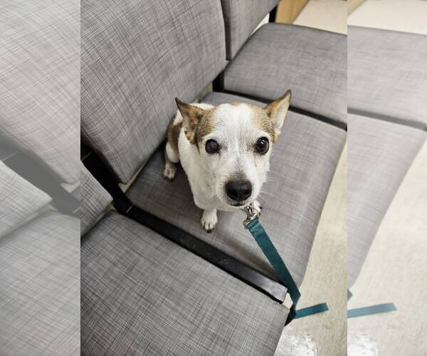 Medium Photo #3 Chihuahua-Unknown Mix Puppy For Sale in New London, WI, USA