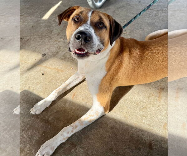 Medium Photo #4 Retriever -Unknown Mix Puppy For Sale in GILBERTS, IL, USA