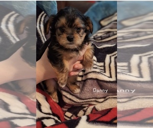 Shorkie Tzu Puppy for sale in SCOTTSDALE, AZ, USA