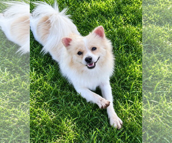 Medium Photo #1 Pomeranian-Unknown Mix Puppy For Sale in Grafton, WI, USA