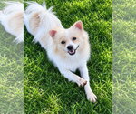 SPONSOR OR FOSTER ME - Bailey - Male Pomeranian-Unknown Mix Dog for Adoption - Small photo