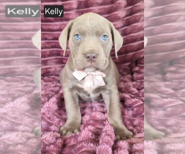 Medium Photo #4 Cane Corso Puppy For Sale in MINERAL WELLS, WV, USA