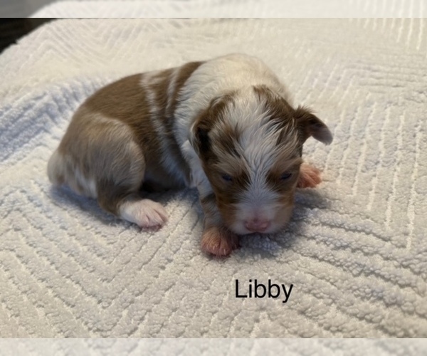 Medium Photo #1 Miniature American Shepherd Puppy For Sale in GULF BREEZE, FL, USA