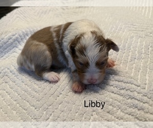 Medium Miniature American Shepherd